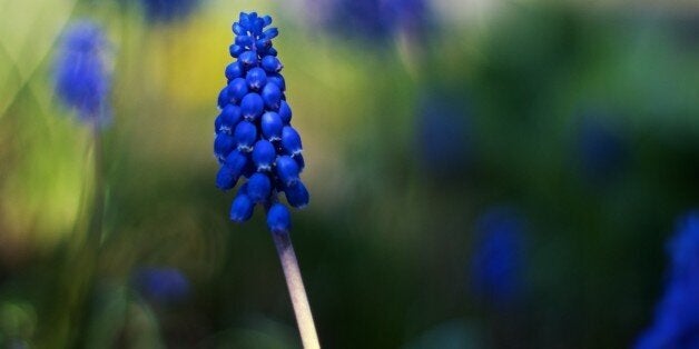 Its a lovely day out here and i hope you are all having a great weekend. Still haven't got my idiots guide to names of plants and flowers so don't know what this is called but it did look good on my walk with the lil boss :).Thanks for the comments and visits.