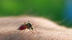 BLOG - Un nouveau test pour détecter le paludisme dans la