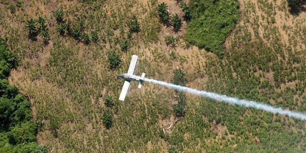 FILE - In this June 4, 2008 file photo, a police plane sprays herbicides over coca fields in El Tarra, in the Catatumbo river area, near Colombia's northeastern border with Venezuela. Colombiaâs President Juan Manuel Santos said Saturday, May 9, 2015 that heâs halting use of a herbicide thatâs a key part of U.S.-financed efforts to wipe out cocaine crops, saying heâs taking the move following a Health Ministry recommendation based on a World Health Organization decision to classify glyphosate as a carcinogen. (AP Photo/Luis Robayo, File)