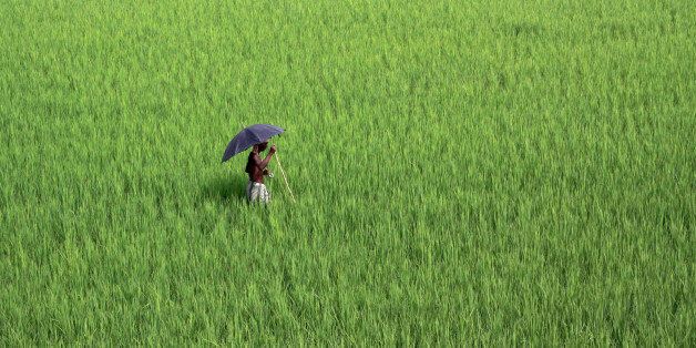 A village farmer inspects an agricultural field on the outskirts of the eastern Indian city of Bhubaneswar, Thursday, Sept. 13, 2012. With nearly 70 percent of India's population living in rural areas, farming is vital to the economy. (AP Photo/Biswaranjan Rout)