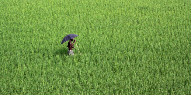 A village farmer inspects an agricultural field on the outskirts of the eastern Indian city of Bhubaneswar, Thursday, Sept. 1
