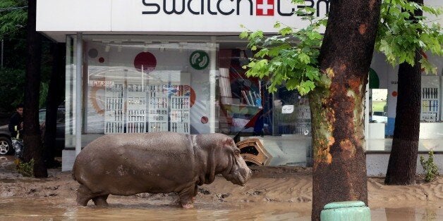 A hippopotamus walks along a flooded street in Tbilisi on June 14, 2015. Tigers, lions, jaguars, bears and wolves escaped on June 14 from flooded zoo enclosures in the Georgian capital Tbilisi, the mayor's office said. Some of the animals were captured by police while others were shot dead, the mayor's office told local Rustavi 2 television. At least eight people have drowned and several others are missing in the Georgian capital Tbilisi in serious flooding. AFP PHOTO / BESO GULASHVILI (Photo credit should read BESO GULASHVILI/AFP/Getty Images)