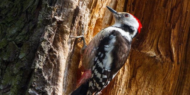 This relatively rare bird is 21cm big and builds the nests itself by hammering a hole into soft wood. www.milvus.me/2015/03/middle-spotted-woodpecker/
