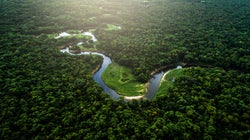 12 millions d’hectares de forêts tropicales détruits en
