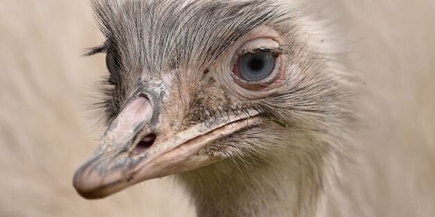 The female partner of the missing Rhea bird which has been on the loose from a private collection in Carlton-in-Lindrick near Worksop, Nottinghamshire.