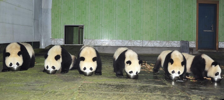 Panda Baby Boom In China (VIDEO)