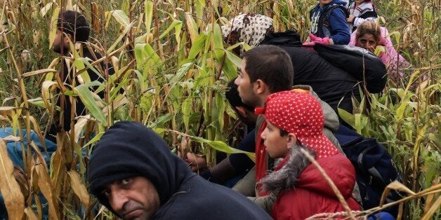 ROSZKE, HUNGARY- SEPTEMBER 11: Refugees try to hide himself from the police in a cornfield near the Hungarian - Serbian border , September 11, 2015. Hungarian Defence Ministry said that 3,800 soldiers were deployed to contribute to the construction of the temporary fence along the Serbian border. (Photo by Thomas Campean /Anadolu Agency/Getty Images)