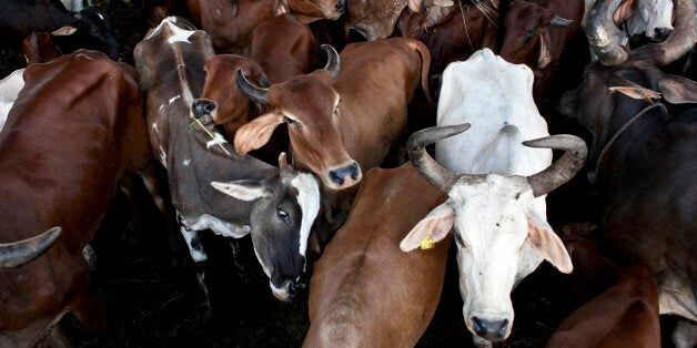 ASANGAON, MAHARASHTRA - SEPTEMBER 7: Cows are seen at the Shree Gopala Goshala cow shelter September 7, 2015 in Bhiwandi, India. Earlier this year the Maharashtra government banned the slaughter of cows and the possession of beef. Since the ban prevents people from selling their aging cows to slaughterhouses, the shelters have had an increase of cows being surrendered. There are an estimated 25,000 cow shelters around India that provide cattle with sanctuary from illegal slaughter and comfortable surroundings in which to spend their last years. (Photo by Allison Joyce/Getty Images)