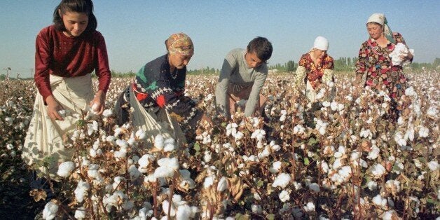 Uzbekistan, october 14, the first million of tons of raw cotton was picked up by uzbek cotton-growers, the abundant crop of cotton (over 3,5 million tons ) is expected this year in this central asian republic. (Photo by: Sovfoto/UIG via Getty Images)