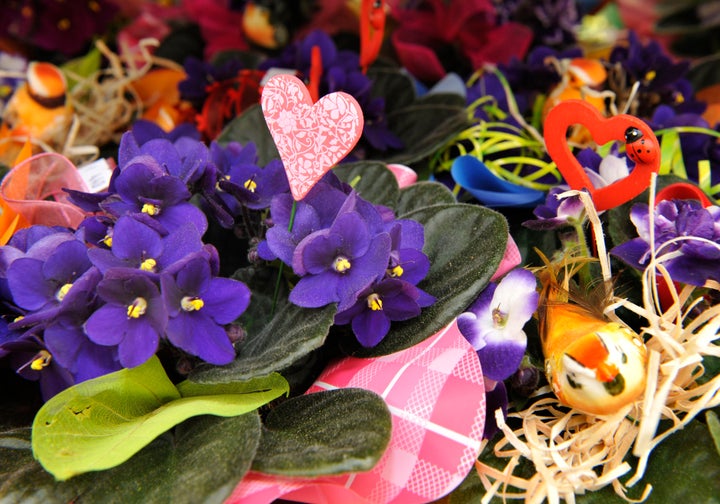 Colombia's Record Rainfall Threatens Mother's Day Flower Exports