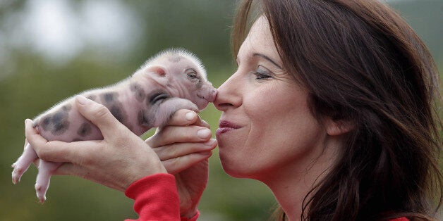 (GERMANY OUT) Memleben Erlebnistierpark Nachwuchs bei den Micro Pigs den Micro Schweinen Mikro Schweine , der kleinsten Schweinerasse der Welt . Seit mÃ¤rz 2013 hÃ¤lt der Tierpark zwei Micro Schweine ( WÃ¼rstl , das MÃ¤nnchen und Schnitzel das Weibchen ) gestern wurde der erste Wurf, 7 Ferkel geboren Tiertrainerin Birgit Stache kÃ¼mmert sich um die kleinen Ferkelchen (Photo by Schellhorn/ullstein bild via Getty Images)