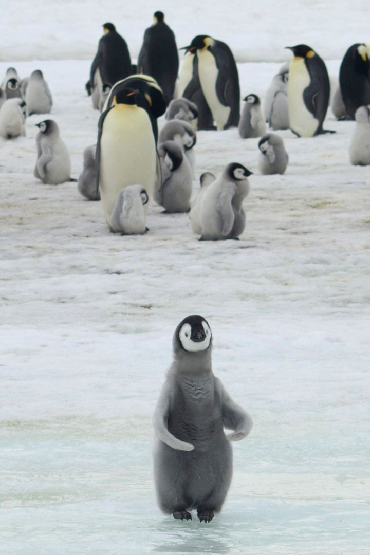 This 2010 photo provided by the British Antarctic Survey shows emperor penguins and chicks at Antarctica’s Halley Bay. A study released on Wednesday, April 24, 2019 finds that since 2016 there are almost no births at the site 