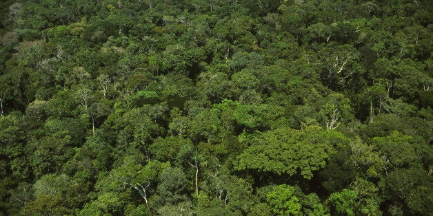 AMAZON RAINFOREST, AMAZONAS STATE, BRAZIL - 2016/01/09: Aerial view of intact preserved dense forest with high biodiversity - canopy trees - Amazon rainforest, Brazil. (Photo by Jose Caldas/Brazil Photos/LightRocket via Getty Images)