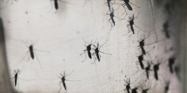 RECIFE, BRAZIL - JANUARY 26: Aedes aegypti mosquitos are seen in a lab at the Fiocruz institute on January 26, 2016 in Recif