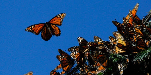 Monarch butterflies fly at the El Rosario butterfly sanctuary on a mountain in the Mexican state of Michoacan November 27, 2013. Monarch butterflies have started arriving at a butterfly sanctuary in the central Mexican state of Michoacan - an annual spectacle that draws tourists, scientists and locals alike, but not in the arrival numbers expected. Biologist Felipe Martinez, Sub-Director of the Monarch Butterfly Biosphere Reserve, said the arrival has been delayed due to several cold fronts hitting Mexico and continued rain storms. In 2000, Mexico established a 56,000 hectare reserve for the butterflies in Michoacan and part of the State of Mexico, containing some 6.7 million trees. Picture taken November 27, 2013. REUTERS/Edgard Garrido (MEXICO - Tags: ENVIRONMENT ANIMALS TPX IMAGES OF THE DAY)