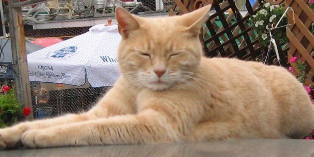 E Morto Stubbs Il Gatto Sindaco Di Un Paese In Alaska Era In Carica Da Quasi Anni L Huffpost