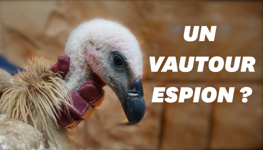 Un vautour soupçonné d’espionnage au