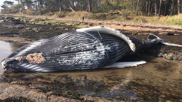 The juvenile whale was discovered washed up in East Lothian 