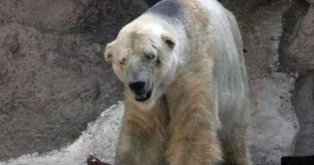 Arturo, l'orso polare più triste del mondo tra caldo e depressione così lo lasciano morire in Arturo, l'orso polare più triste del mondo tra caldo e depressione così lo lasciano morire in