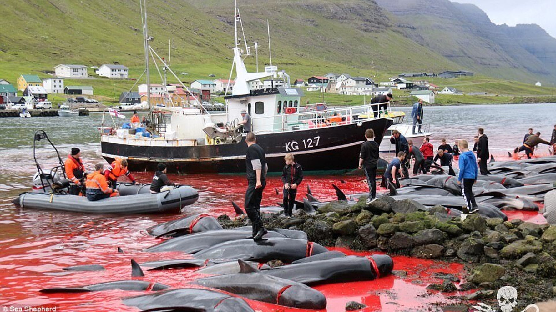 massacro di delfini e balene nelle isole far oer gli abitanti fanno parte della nostra alimentazione l huffpost