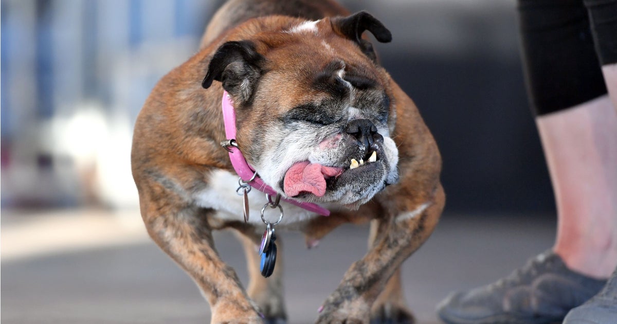 Qual è Il Cane Più Brutto Del Mondo