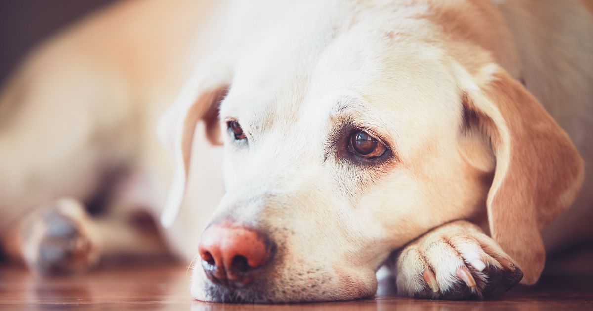 Gli Animali Domestici Possono Soffrire Per Un Lutto Ecco Cosa C E Da Sapere L Huffpost