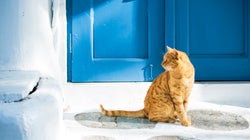 Gatti Lhuffpost