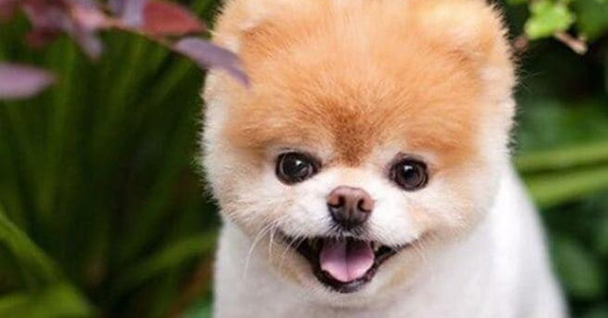 Il Cane Più Bello Del Mondo 2022