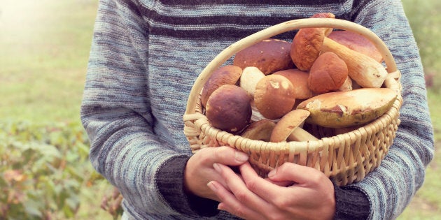 Viaggio In Transilvania Dove I Bimbi Raccolgono Porcini Per L Italia Per 3 Euro Al Kg Rivenduti A 35 L Huffpost