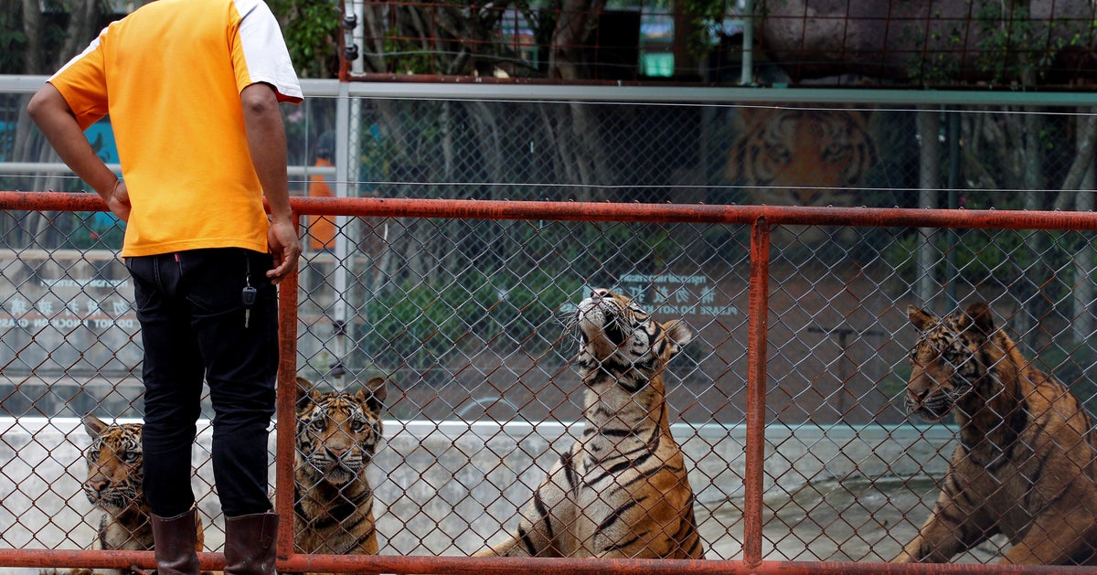 Animali Negli Zoo Pro E Contro