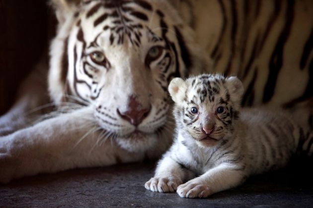 Image result for white bengal tiger with cubs