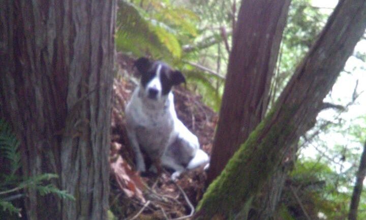 Daisy stuck by the body of her owner after he died during a hike in the woods, apparently from injuries sustained from a fall. Her barking ultimately led a search team to find them both.