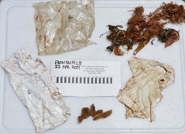 Stomach contents from a dolphin found stranded at Fort Myers Beach in Florida. She ultimately had to...