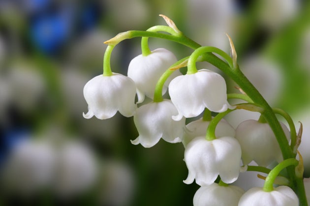 Vous avez prévu de vendre du muguet le 1er mai? Ce qu'il faut ...