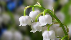 Vous avez prévu de vendre du muguet le 1er mai? Ce qu’il faut