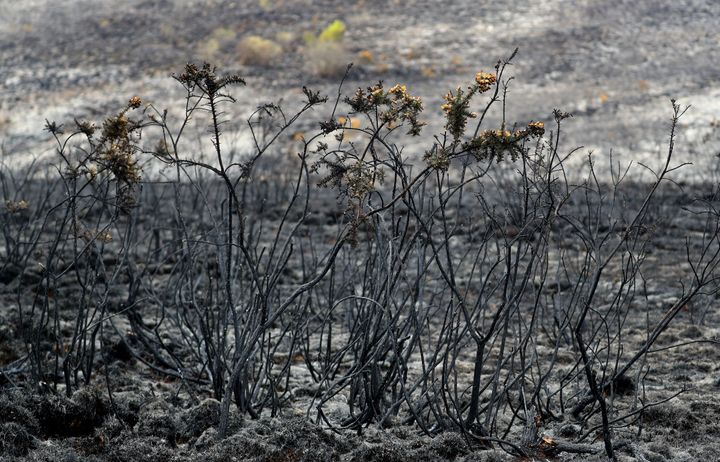 Pictures show how plants were affected by the flames.