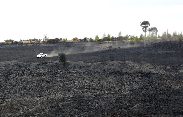 A forest ranger patrols scorched earth at Ashdown Forest on Monday.
