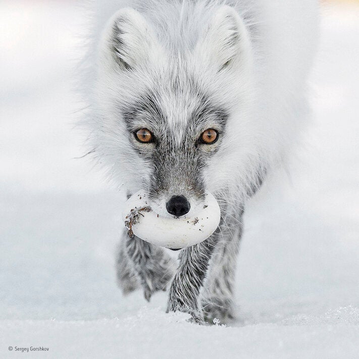 Le Foto Di Natura Piu Belle Dell Anno Ci Aprono Gli Occhi Sull Inquinamento L Huffpost