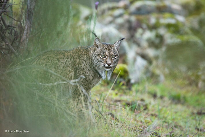 Le Foto Di Natura Piu Belle Dell Anno Ci Aprono Gli Occhi Sull Inquinamento L Huffpost