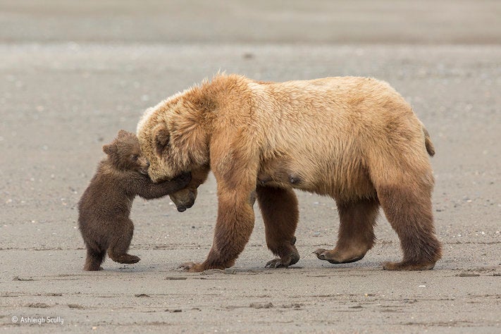 Le Foto Di Natura Piu Belle Dell Anno Ci Aprono Gli Occhi Sull Inquinamento L Huffpost