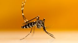Comment éviter la piqûre du moustique