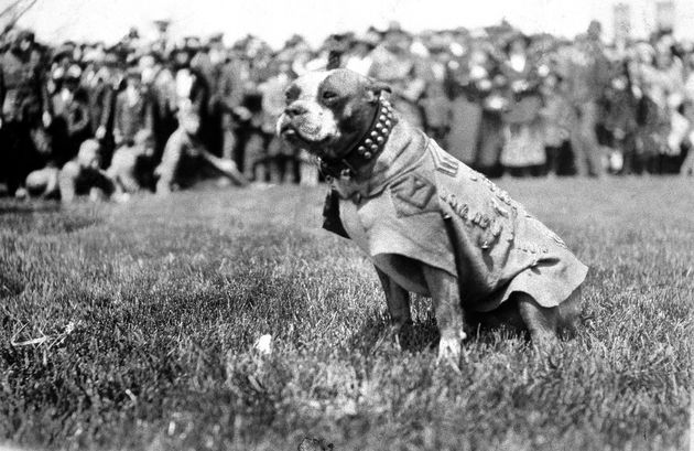 Stubby", l'histoire vraie du chien devenu héros de la Première Guerre  mondiale | Le HuffPost