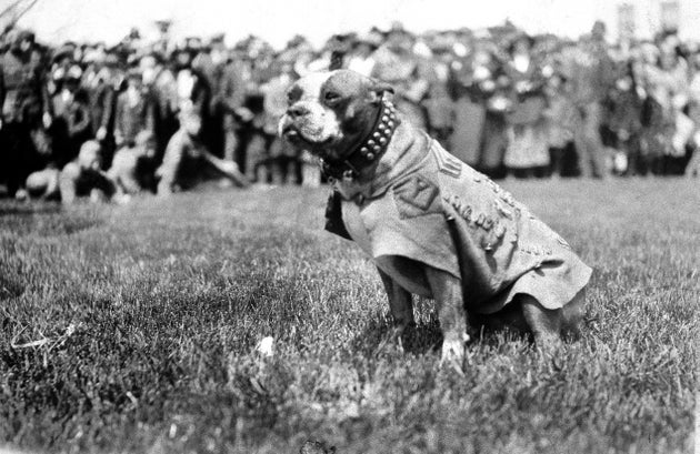 Stubby", l'histoire vraie du chien devenu héros de la Première Guerre  mondiale | Le HuffPost