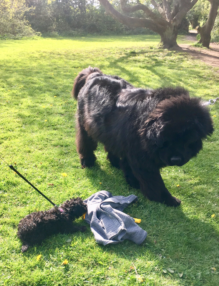 Graeme Bandeira's puppy (left) and "the bear" they recently befriended. 