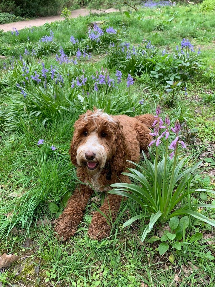 Affi Parvizi-Wayne's dog, Honey. 