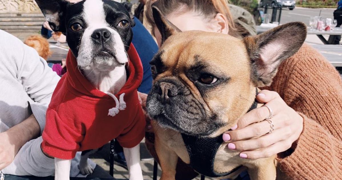 6 People On How Dog Walking Helped Them Make New Friends | HuffPost UK