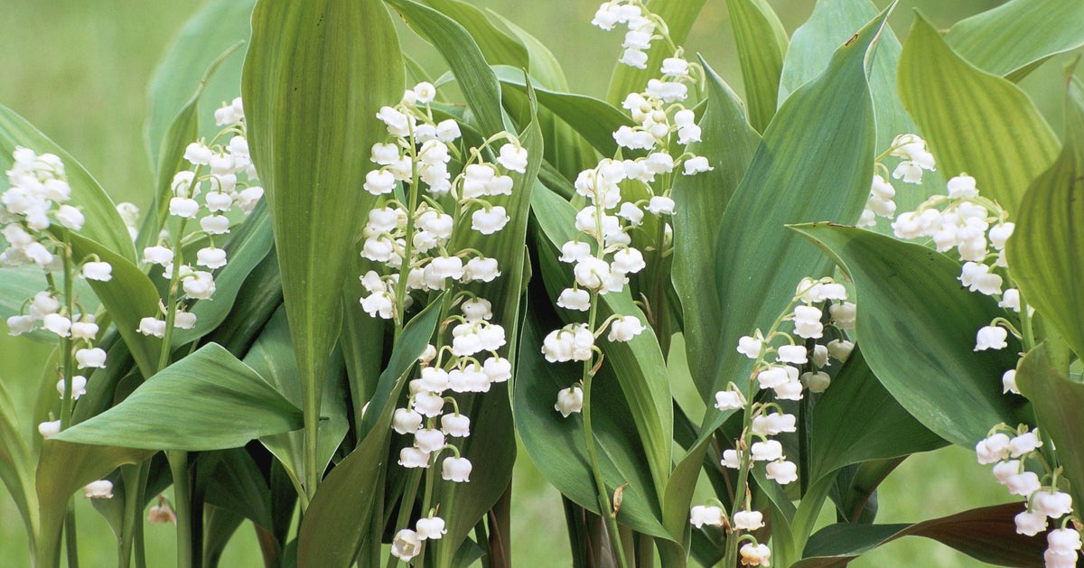 D Ou Vient Le Muguet Que Vous Achetez Le 1er Mai Le Huffpost D Ou Vient Le Muguet Que Vous Achetez Le 1er Mai Le Huffpost