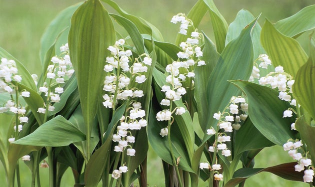 D'où vient le muguet que vous achetez le 1er mai? | Le Huffington Post