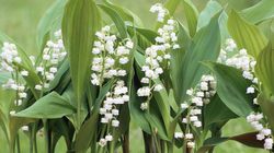 Mais d’où vient le muguet que vous achetez le 1er