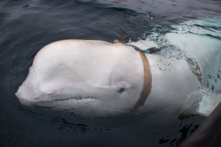 This beluga whale was found wearing a harness featuring a mount for a camera in Norway last week, the Norwegian Directorate of Fisheries said.